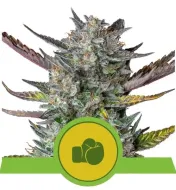 Purple Punch Automatic AUSVERKAUF