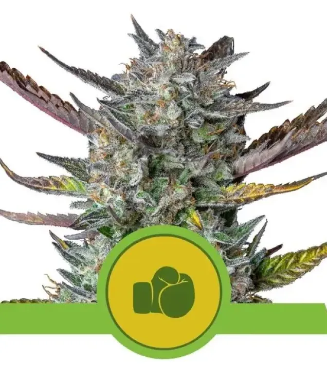 Purple Punch Automatic AUSVERKAUF