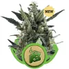 Blue Cheese Automatic AUSVERKAUF