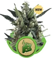 Blue Cheese Automatic AUSVERKAUF