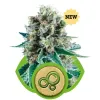 Bubble Kush Automatic AUSVERKAUF