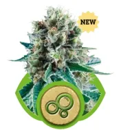 Bubble Kush Automatic AUSVERKAUF