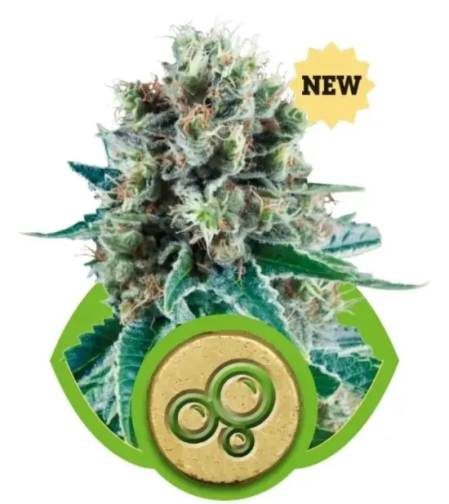 Bubble Kush Automatic AUSVERKAUF