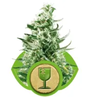 Royal Critical Automatic AUSVERKAUF