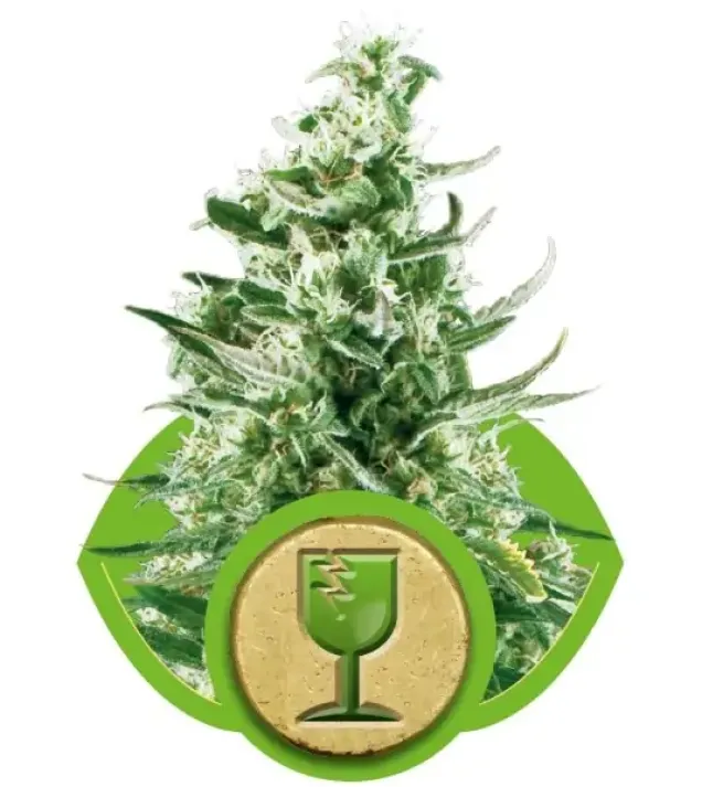 Royal Critical Automatic AUSVERKAUF