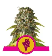 Cookies Gelato AUSVERKAUF