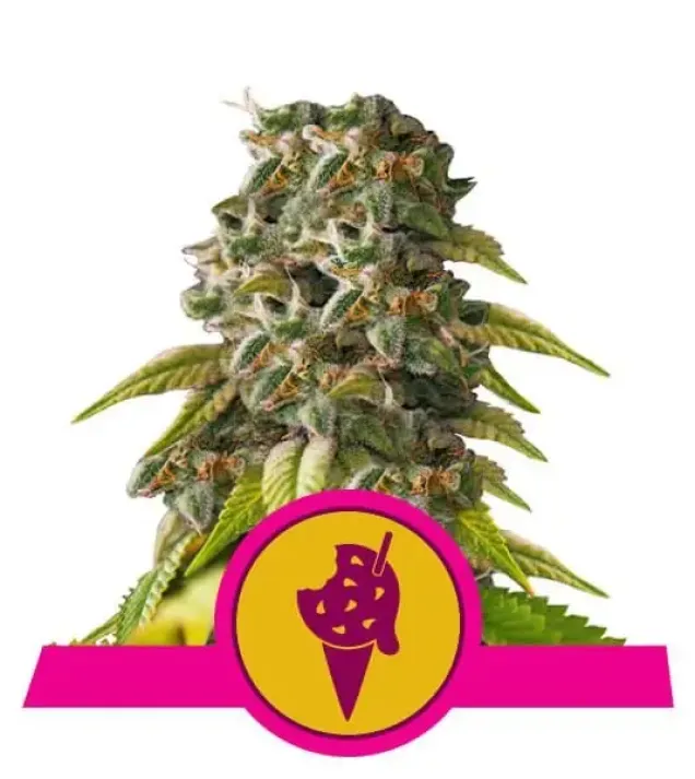 Cookies Gelato AUSVERKAUF