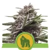 Royal Gorilla Automatic AUSVERKAUF
