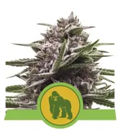 Royal Gorilla Automatic AUSVERKAUF