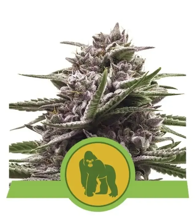 Royal Gorilla Automatic AUSVERKAUF