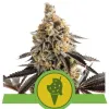 Cookies Gelato Auto AUSVERKAUF