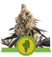 Cookies Gelato Auto AUSVERKAUF