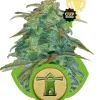 Royal Haze Automatic AUSVERKAUF