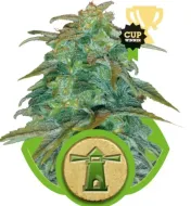 Royal Haze Automatic AUSVERKAUF