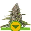 Sherbet Queen Automatic AUSVERKAUF