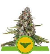 Sherbet Queen Automatic AUSVERKAUF