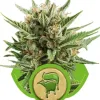 Sweet Skunk Automatic AUSVERKAUF