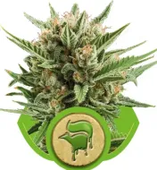 Sweet Skunk Automatic AUSVERKAUF