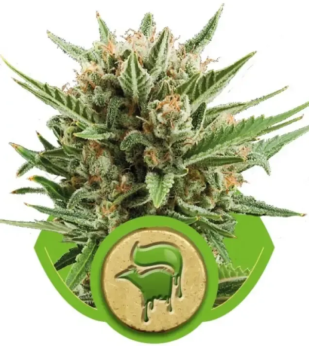Sweet Skunk Automatic AUSVERKAUF