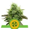 Sweet ZZ Auto AUSVERKAUF