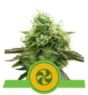 Sweet ZZ Auto AUSVERKAUF