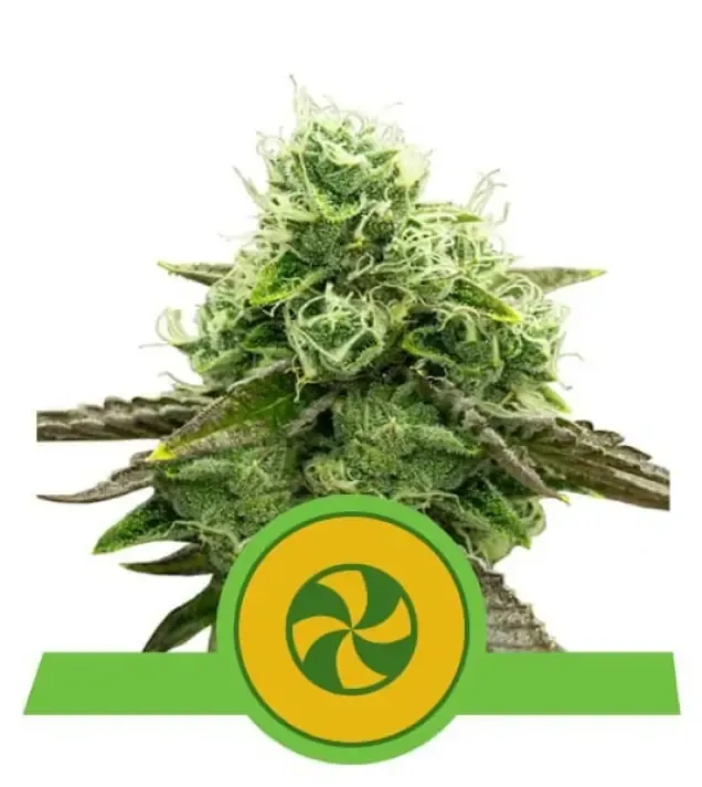 Sweet ZZ Auto AUSVERKAUF