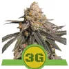Triple G Auto AUSVERKAUF