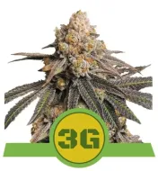 Triple G Auto AUSVERKAUF