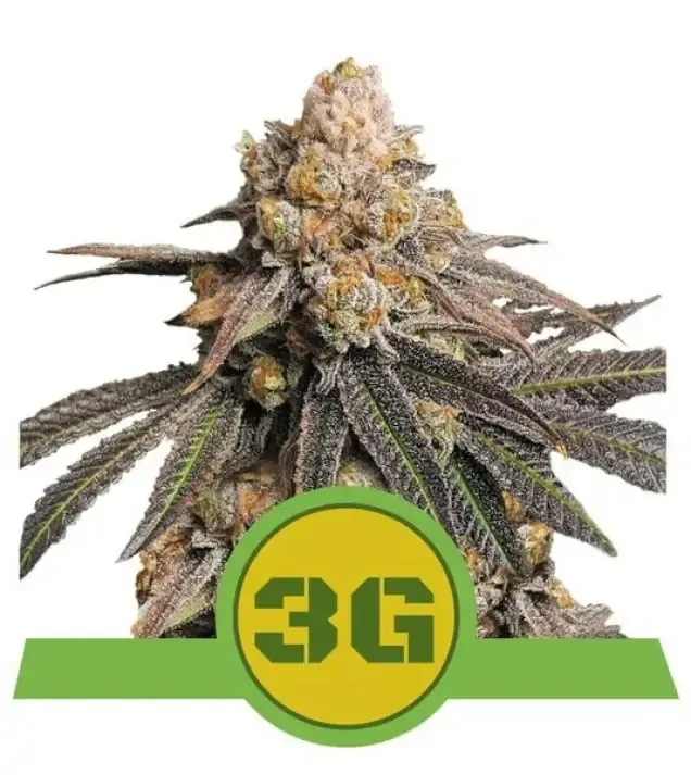 Triple G Auto AUSVERKAUF
