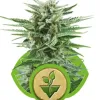 Easy Bud AUSVERKAUF