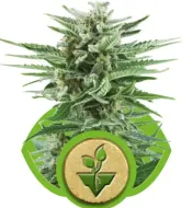 Easy Bud AUSVERKAUF