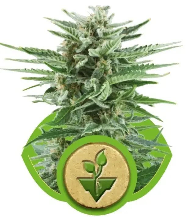Easy Bud AUSVERKAUF