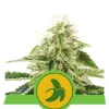 Fat Banana Automatic AUSVERKAUF