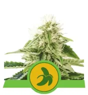 Fat Banana Automatic AUSVERKAUF