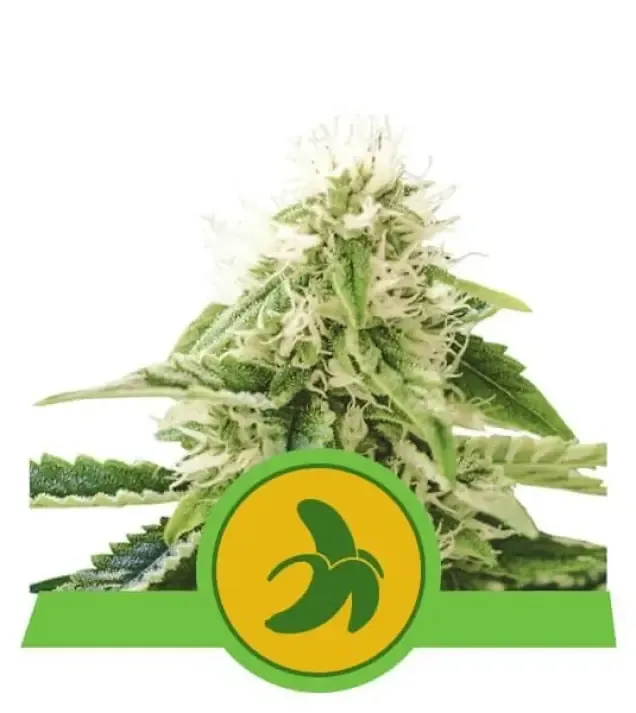 Fat Banana Automatic AUSVERKAUF