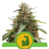 Hulkberry Auto AUSVERKAUF