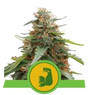 Hulkberry Auto AUSVERKAUF