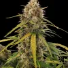 AK 2.0 XL Auto - Ganja Farmer