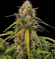 AK 2.0 XL Auto - Ganja Farmer