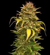 OG Kush - Ganja Farmer