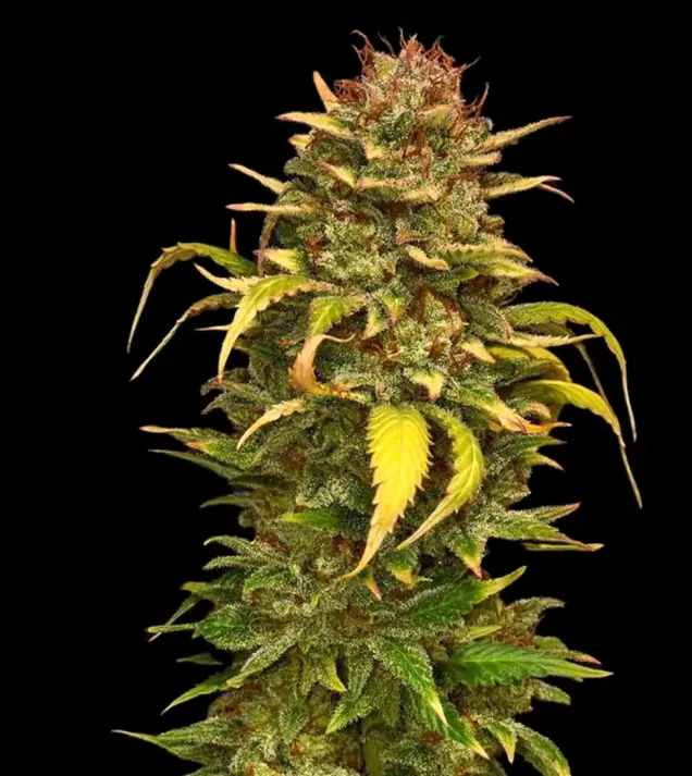 OG Kush - Ganja Farmer