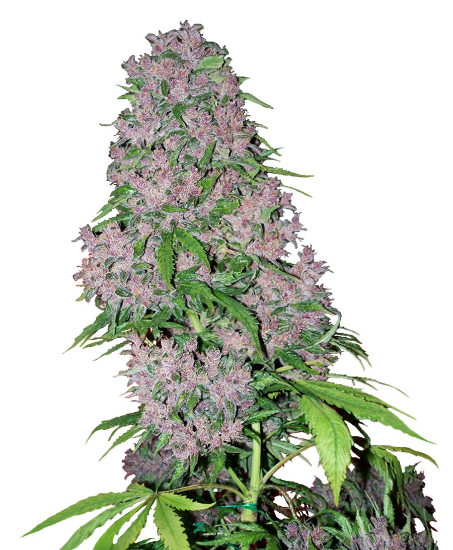 Purple Bud