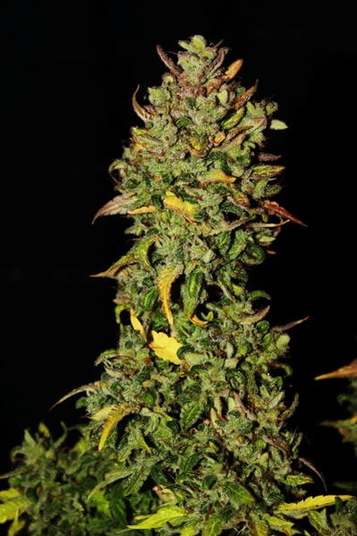 Black Jack Auto