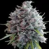 Killer A5 Haze AUSVERKAUF