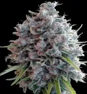 Killer A5 Haze AUSVERKAUF