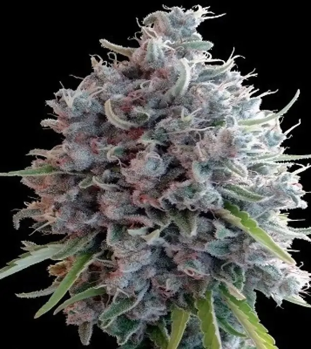 Killer A5 Haze AUSVERKAUF