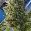 Killer A5 Haze AUSVERKAUF