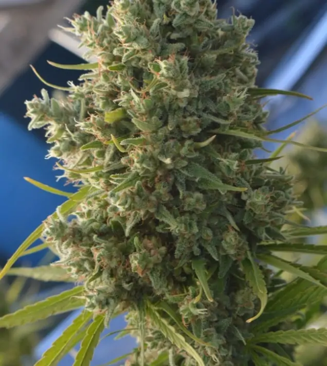 Killer A5 Haze AUSVERKAUF