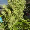 Killer A5 Haze AUSVERKAUF