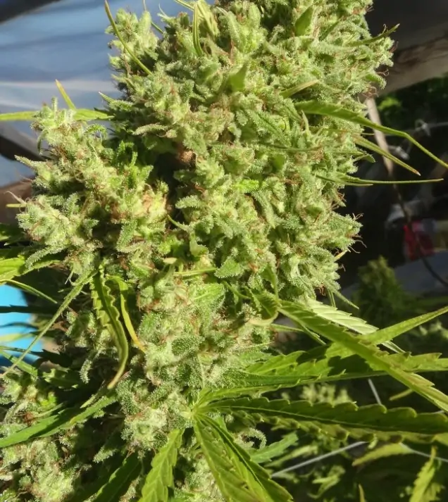 Killer A5 Haze AUSVERKAUF